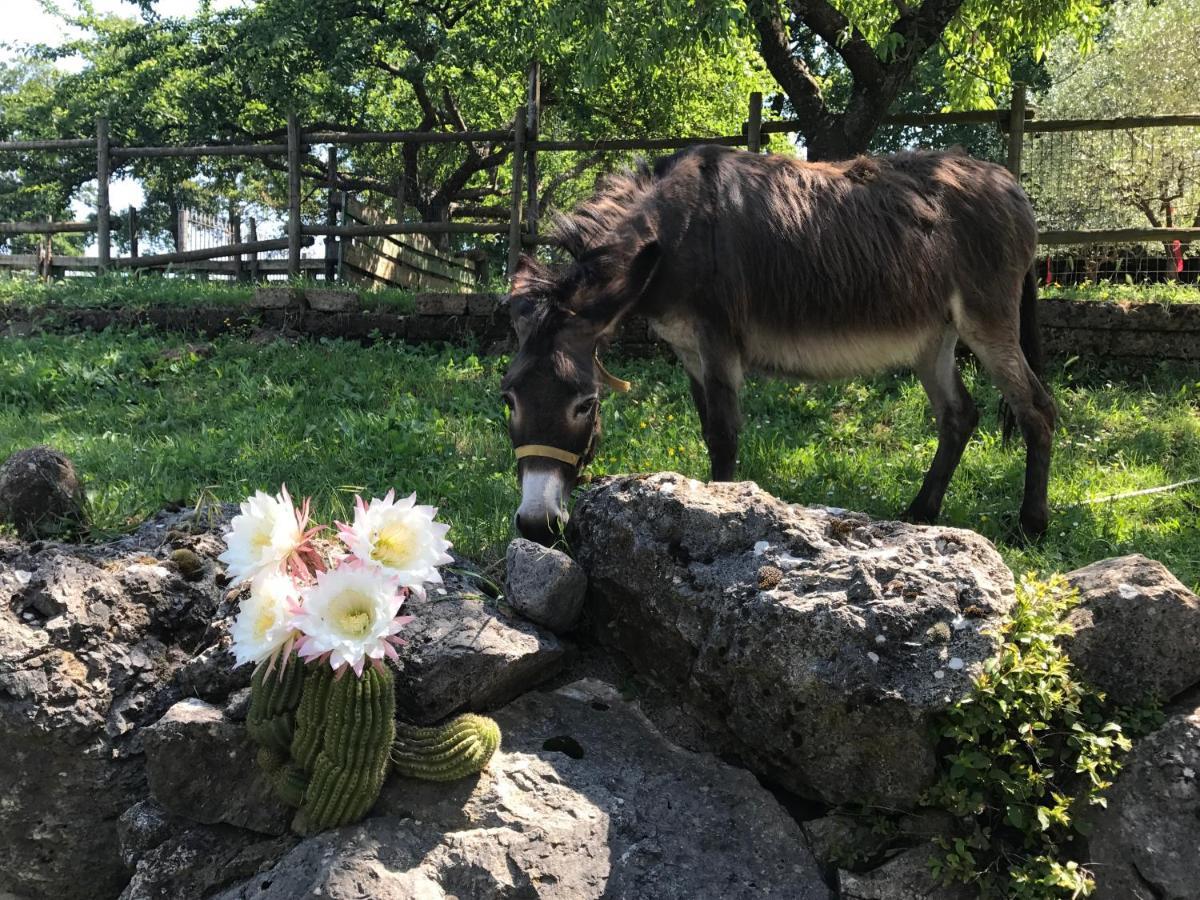 Agriturismo A Casa Di Susanna